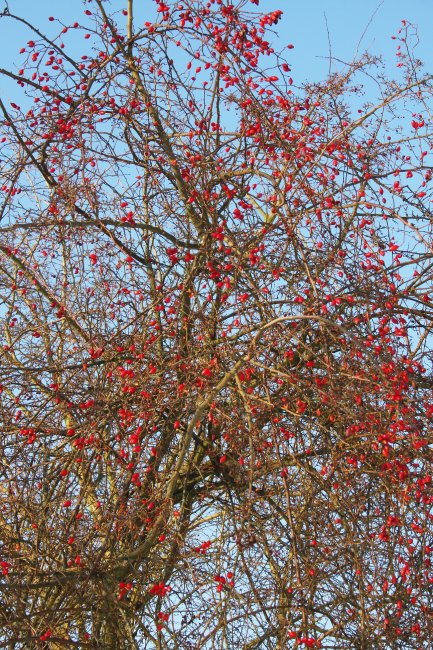 Winter 12.01.09 045.jpg